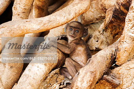 India, Rajasthan, Ranthambore. A baby langur monkey playing in the branches of a tree.