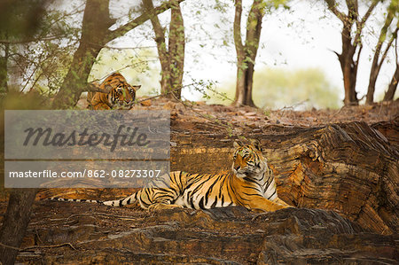 India, Rajasthan, Ranthambore. Royal Bengal tiger known as Krishna (T19) being stalked by one of her cubs.