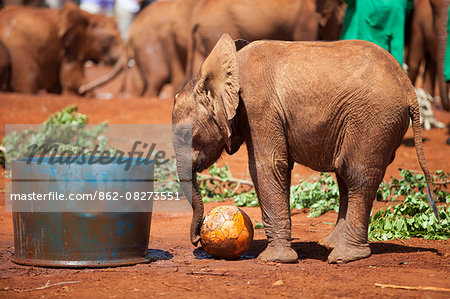 Kenya, Nairobi, Daphne Sheldrock Orphanage. A young elephant plays with a ball.