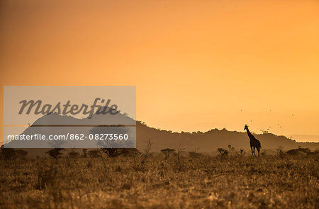 Kenya, Meru. A giraffe wanders across the savannah in the evening light.