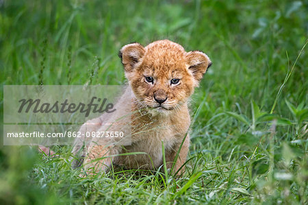 Africa, Kenya, Masai Mara National Reserve. Lion Cub