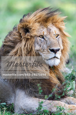 Africa, Kenya, Masai Mara National Reserve. Male Lion