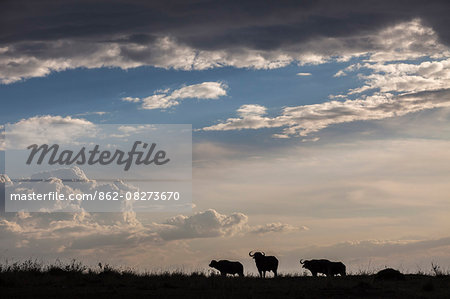 Africa, Kenya, Masai Mara National Reserve. Buffalo