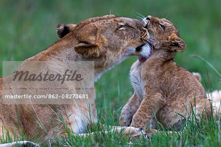 Africa, Kenya, Masai Mara National Reserve. Lioness with young cubs