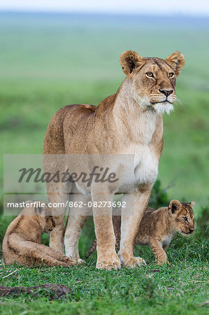 Africa, Kenya, Masai Mara National Reserve. Lioness with young cubs