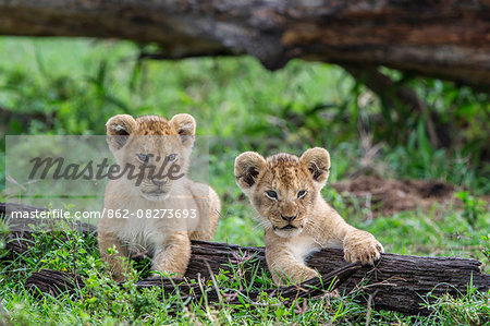 Africa, Kenya, Masai Mara National Reserve. Young lion cubs playing