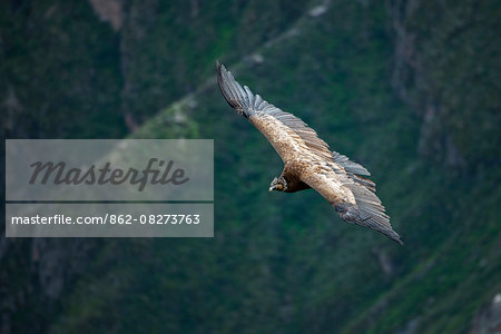 South America, Peru, Colca Canyon, soaring condor