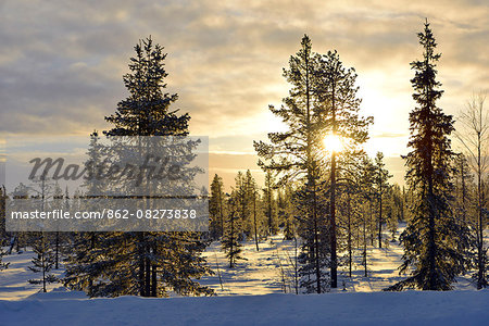 Arctic Circle, Lapland, Scandinavia, Sweden, winter landscape