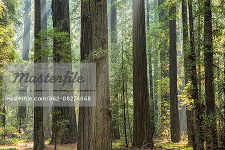 USA, California, West Coast,  Avenue of Giants, forest of Redwoods in the afternoon mist,