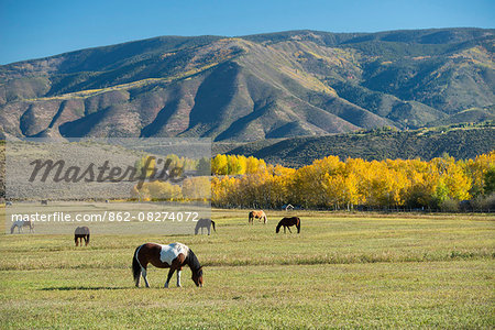 USA,Colorado, Rocky Mountains, Aspen, Horses grazing on pasture USA,Colorado, Rocky Mountains, Aspen, Horses grazing on pasture
