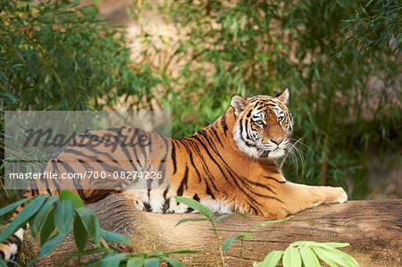 Portrait of Siberian Tiger (Panthera tigris altaica) Lyig on Log in Autumn, Germany