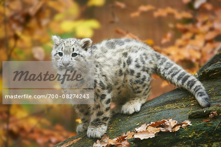 Portrait of Young Snow Leopard (Panthera uncia) on Rock in Autumn, Germany Portrait of Young Snow Leopard (Panthera uncia) on Rock in Autumn, Germany
