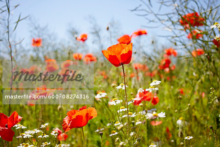 Red Field Poppies and Camomile in Meadow in Summer, Denmark