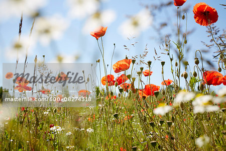 Red Field Poppies and Camomile in Meadow in Summer, Denmark