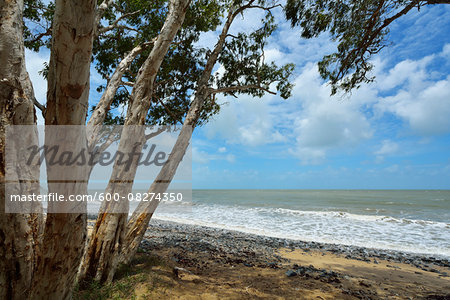 Eucalyptus Trees on Beach, Captain Cook Highway, Queensland, Australia