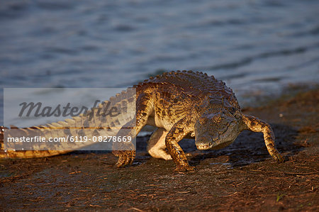 Nile crocodile (Crocodylus niloticus) exiting the water, Kruger National Park, South Africa, Africa