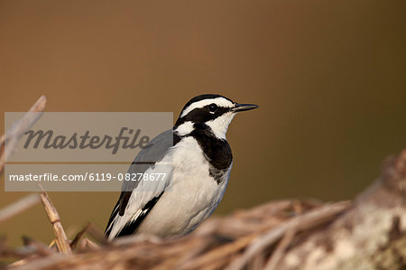 African pied wagtail (Motacilla aguimp), Kruger National Park, South Africa, Africa