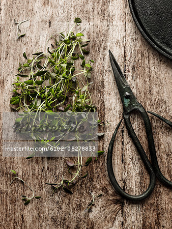 Thyme and scissors on wooden background