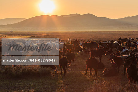 River, ger and backlit herd of goats and sheep at sunrise in summer, with distant mist, Nomad camp, Gurvanbulag, Bulgan, Mongolia, Central Asia, Asia