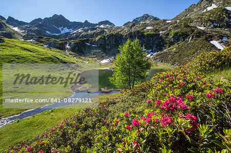 Rhododendrons and Lake Porcile, Tartano Valley, Orobie Alps, Lombardy, Italy, Europe