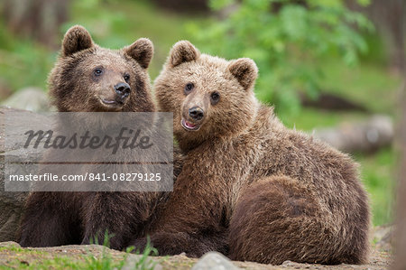 Brown bear (Ursus arctos), Finland, Scandinavia, Europe