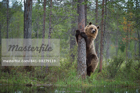 Brown bear (Ursus arctos), Kuhmo, Finland, Scandinavia, Europe