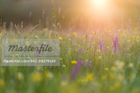 Green-winged orchid (Orchis morio) flowering in evening sunlight, Marden Meadow Nature Reserve, Kent, England, United Kingdom, Europe Green-winged orchid (Orchis morio) flowering in evening sunlight, Marden Meadow Nature Reserve, Kent, England, United Kingdom, Europe