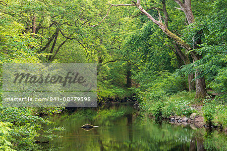 Verdant summer foliage along the banks of the River Teign at Fingle Bridge, Dartmoor, Devon, England, United Kingdom, Europe