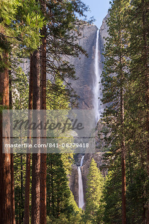 Yosemite Falls through the conifer woodlands of Yosemite Valley, UNESCO World Heritage Site, California, United States of America, North America