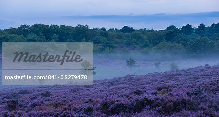 Wonderful heather colours at Dunwich Heath, Suffolk, England, United Kingdom, Europe