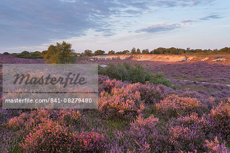 A view of the beautiful heathland with intense heather colours at Westleton Heath, Suffolk, England, United Kingdom, Europe