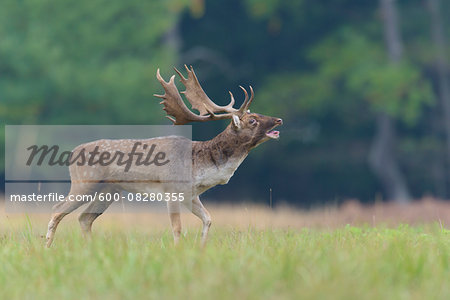 Bellowing Male Fallow Deer (Cervus dama) in Rutting Season, Hesse, Germany