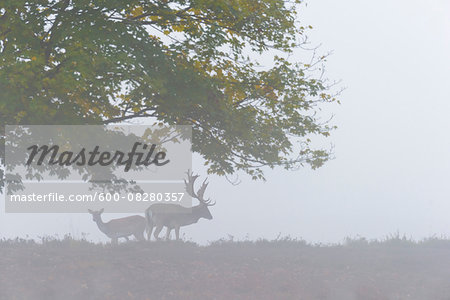 Male and Female Fallow Deer (Cervus dama) on Misty Morning, Hesse, Germany