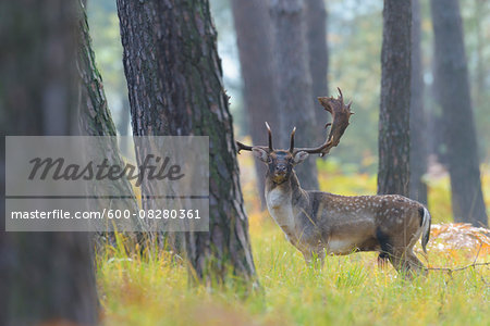 Male Fallow Deer (Cervus dama) in Autumn, Hesse, Germany