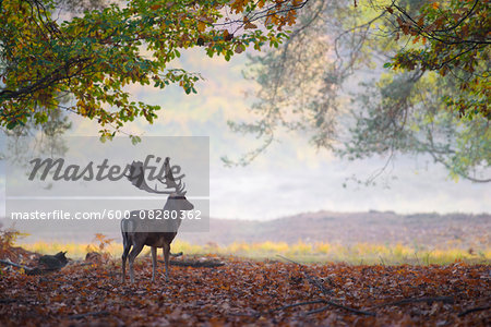 Male Fallow Deer (Cervus dama) in Autumn, Hesse, Germany