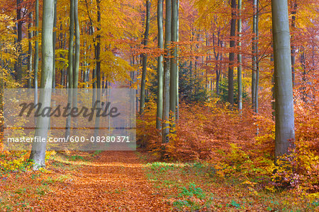 Path through European Beech (Fagus sylvatica) Forest in Autumn, Spessart, Bavaria, Germany