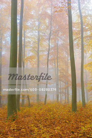 European Beech (Fagus sylvatica) Forest on Misty Morning in Autumn, Nature Park, Spessart, Bavaria, Germany