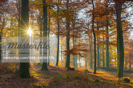 Sunbeams in European Beech (Fagus sylvatica) Forest in Autumn, Spessart, Bavaria, Germany