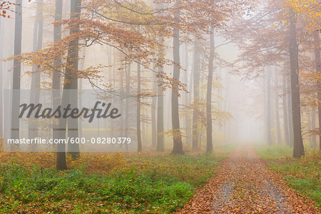 Path through Misty European Beech (Fagus sylvatica) Forest in Autumn, Spessart, Bavaria, Germany