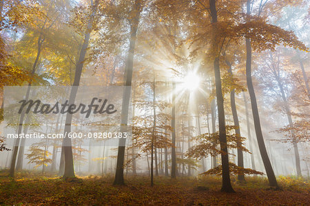 Sunbeams in European Beech (Fagus sylvatica) Forest in Autumn, Spessart, Bavaria, Germany