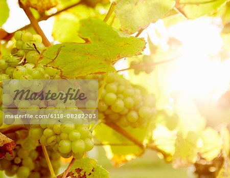 Green grapes on the grape vine.