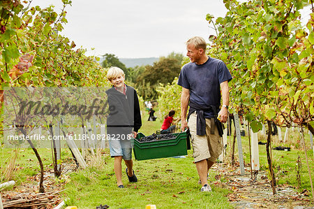 A man and his son carrying a plastic crate full of grapes through the vineyard.