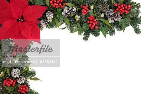 Poinsettia flower background border with holly, ivy, mistletoe and blue spruce fir over white.