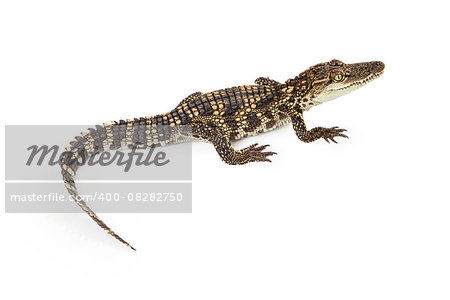 Six month old baby Siamese Crocodile, a red-listed critically endangered species, isolated on white