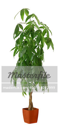 Pachira aquatica a potted plant isolated over white