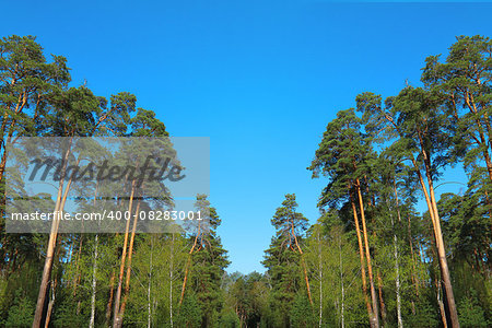 pine forest under deep blue sky