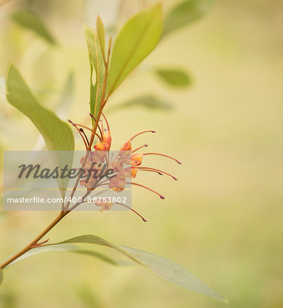 Australian native wildflower Grevillea orange marmalade spider flower with natural pastel colors