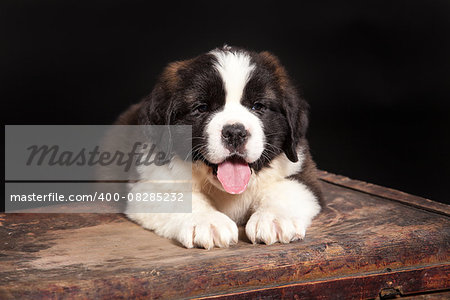 Little St. Bernard puppy sitting on an old suitcase