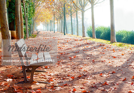 Park bench on fall in orange toned