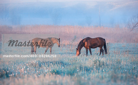 Two horses posture in the summer morning